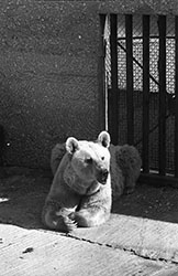 A bear at the zoo, 1979