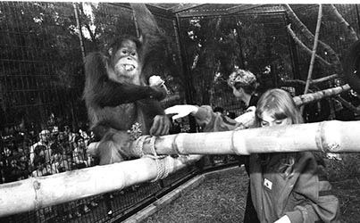 An orangutan at the Ramat Gan Safari, 1984