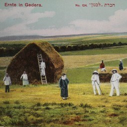 The Harvest in Gedera