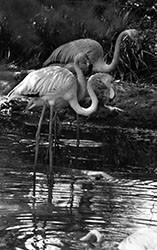 Flamingos at the Tel Aviv Zoo, 1969