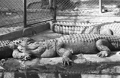 A crocodile at the zoo, 1979
