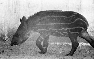 Tapir Cub at the Tel Aviv Zoo, 1969