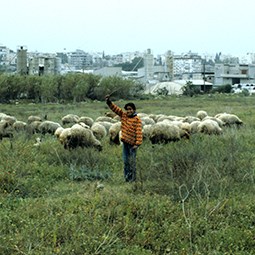 Girl Herding Sheep