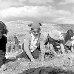 Children Planting, Tu B'Shvat, 1954